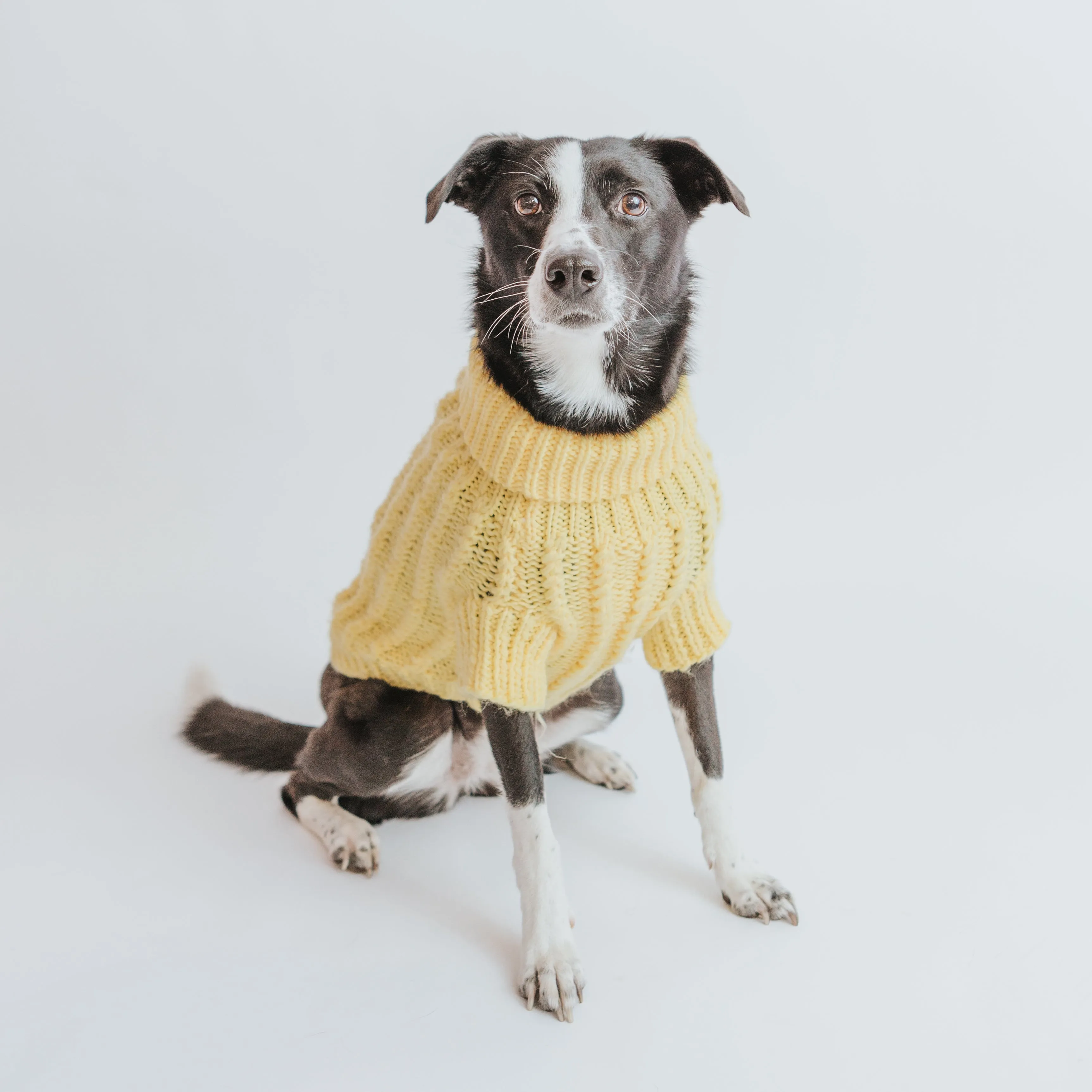 Dog Cable Knit Sweater - Yellow