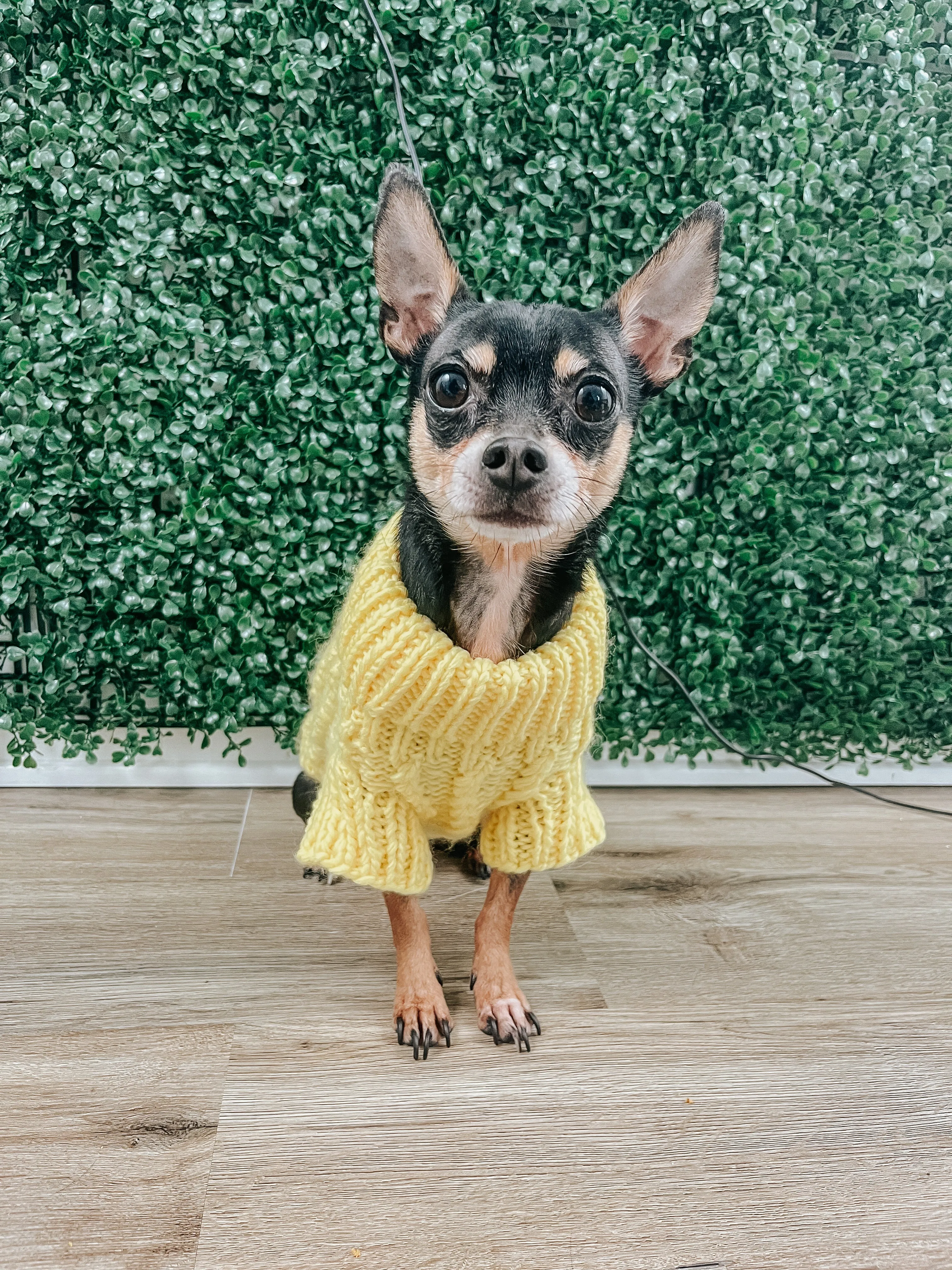 Dog Cable Knit Sweater - Yellow